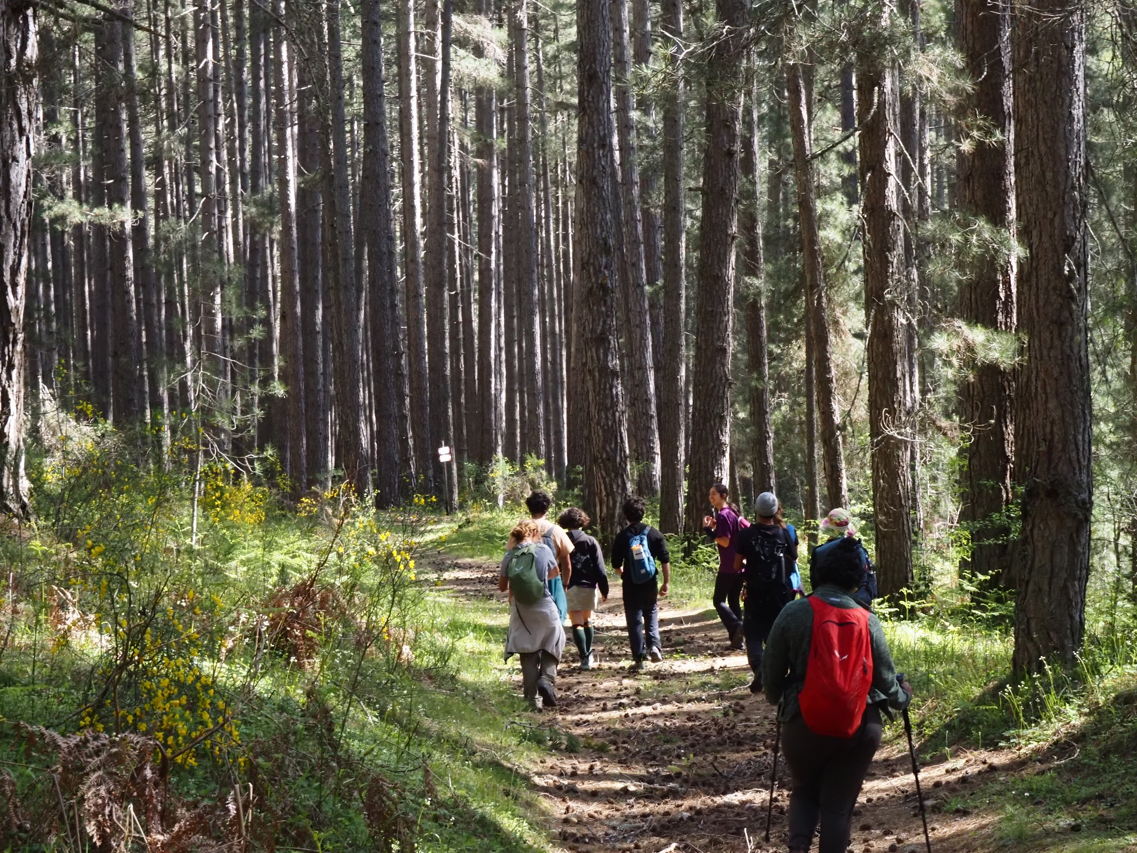 Al momento stai visualizzando Da Bova alla Sila: quando il cammino diventa formazione tra natura e studio